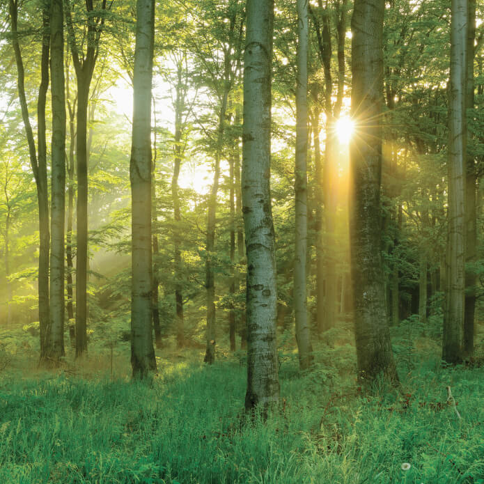 warm light beams shining through tree trunks