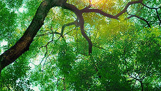 Sun rays shining through tree leaves